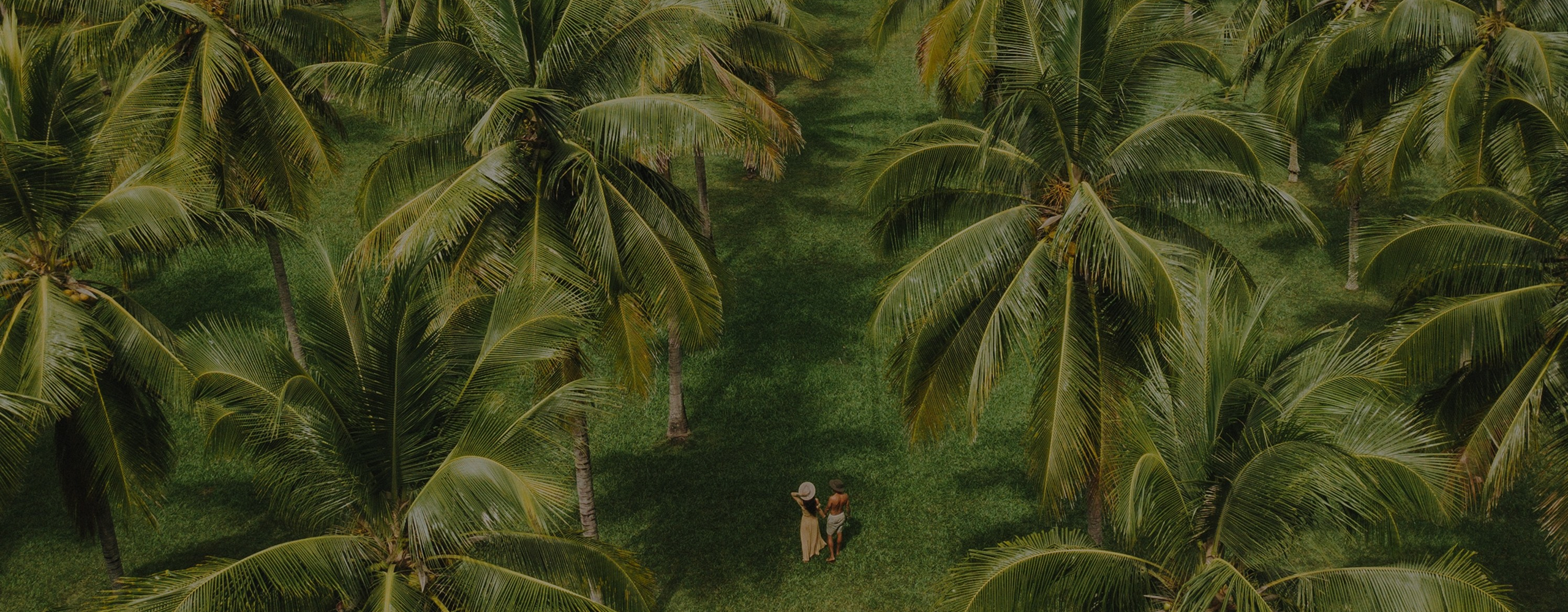 coconut trees