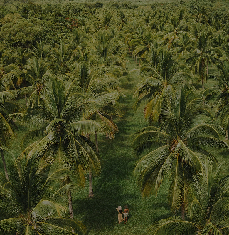 coconut trees