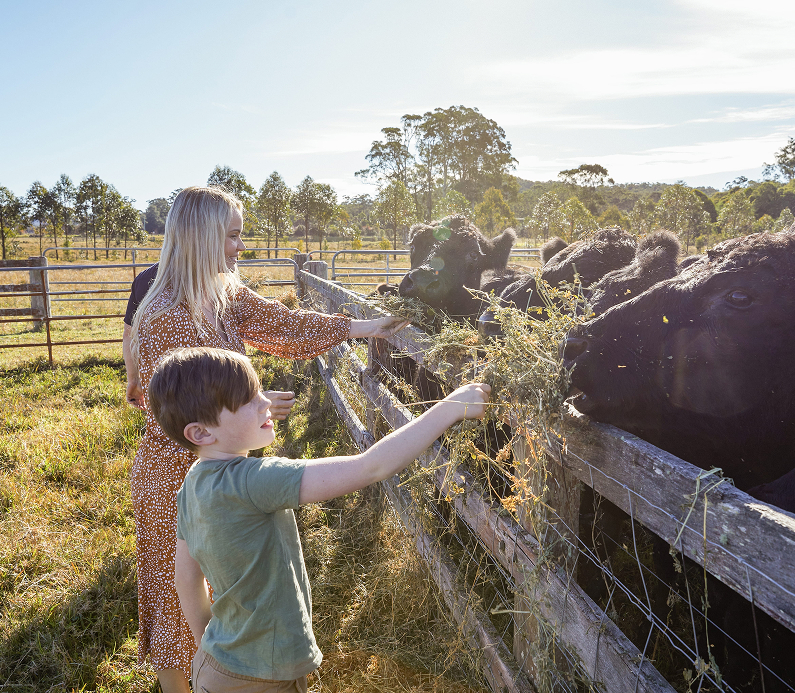 Family feeding cows in a grassy field