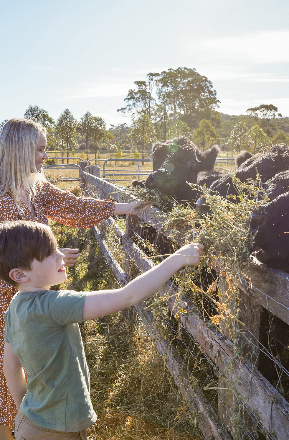 Parents and children feeding cows at Iris Lodge Alpacas