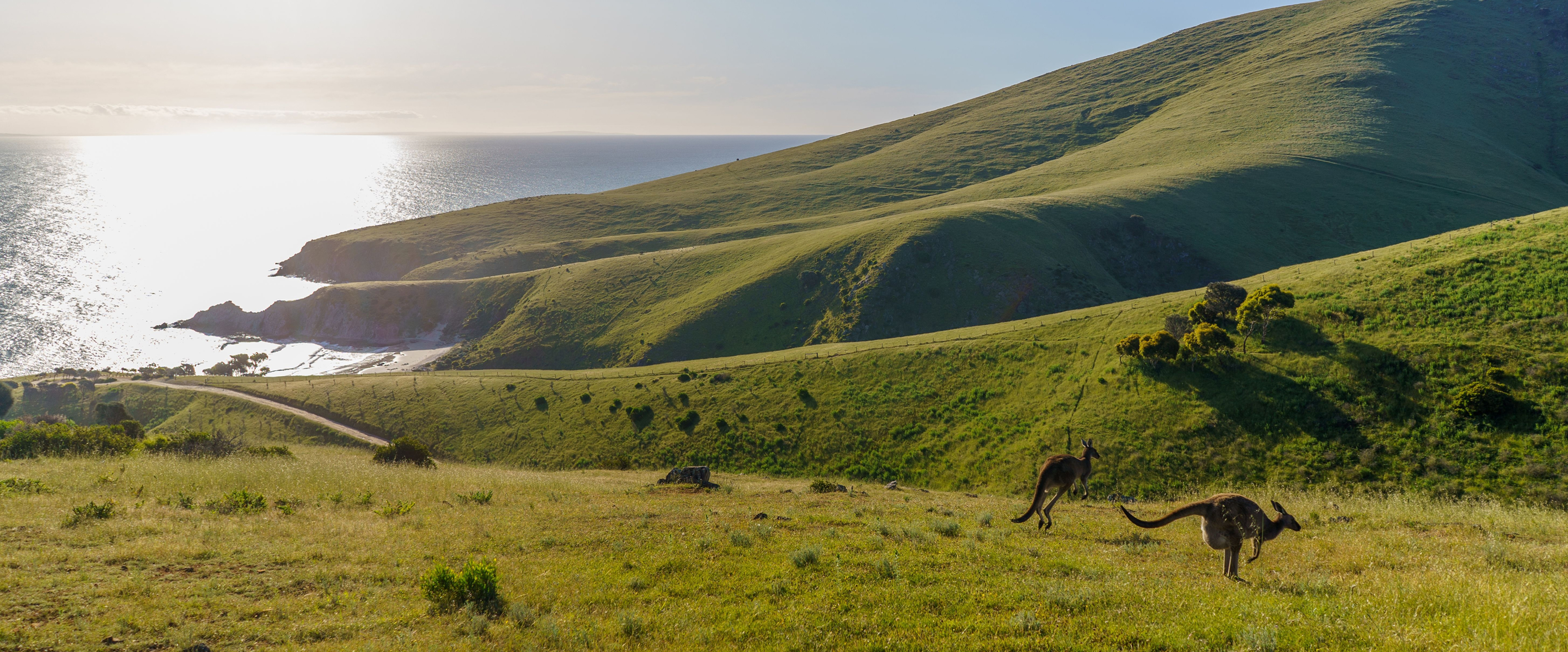 Group of Western grey kangaroos on grassy hills at Deep Creek National Park, ocean shining in the distance
