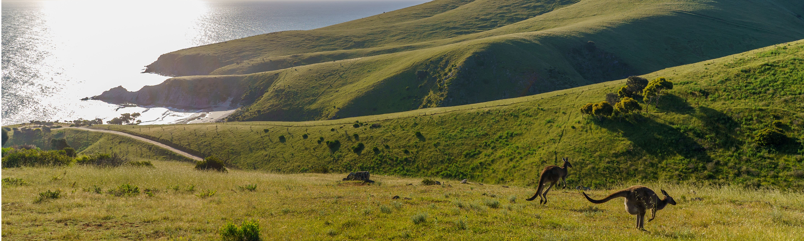 Group of Western grey kangaroos on grassy hills at Deep Creek National Park, ocean shining in the distance