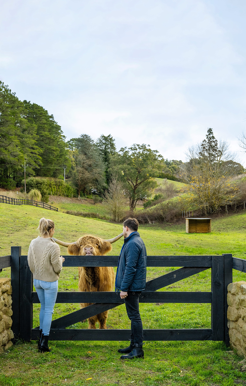 A couple stands at a black wooden fence in a grassy field, looking at a shaggy brown Highland cow