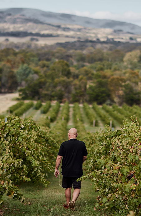 Rows of grapevines at Summerfield Winery, family-owned in Victoria.