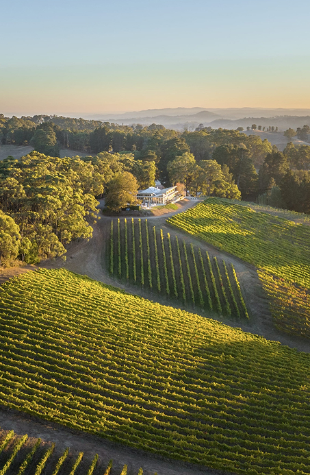 Vineyard view at Pike & Joyce Wines, Adelaide Hills, with rows of vines and scenic hills in the background