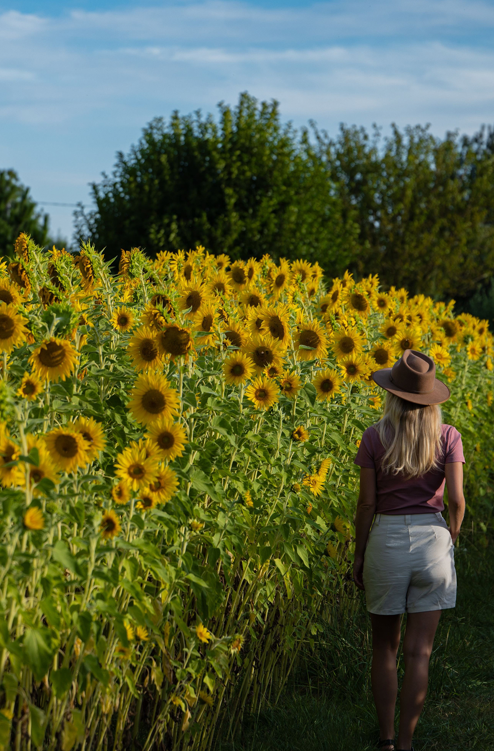 Woman walking in daisy field, Majura Valley, Canberra