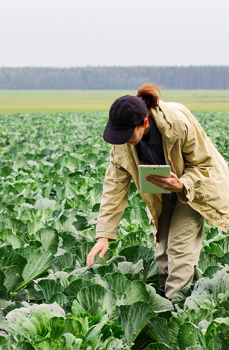 Farmer checking crops