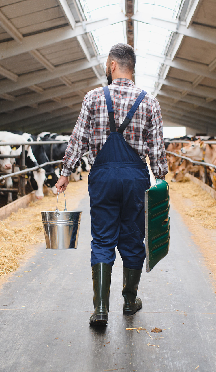 Farmer wearing overalls and rubber boots walking down the aisle of a barn, holding a metal bucket