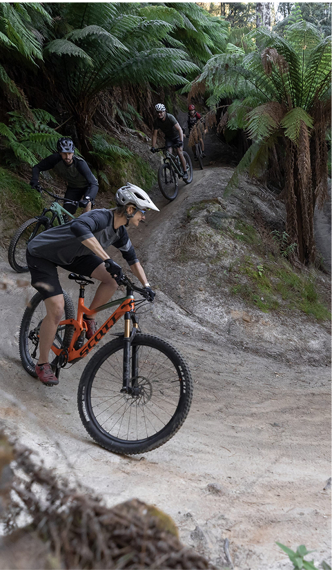Group of mountain bikers riding along a winding forest trail surrounded by dense ferns