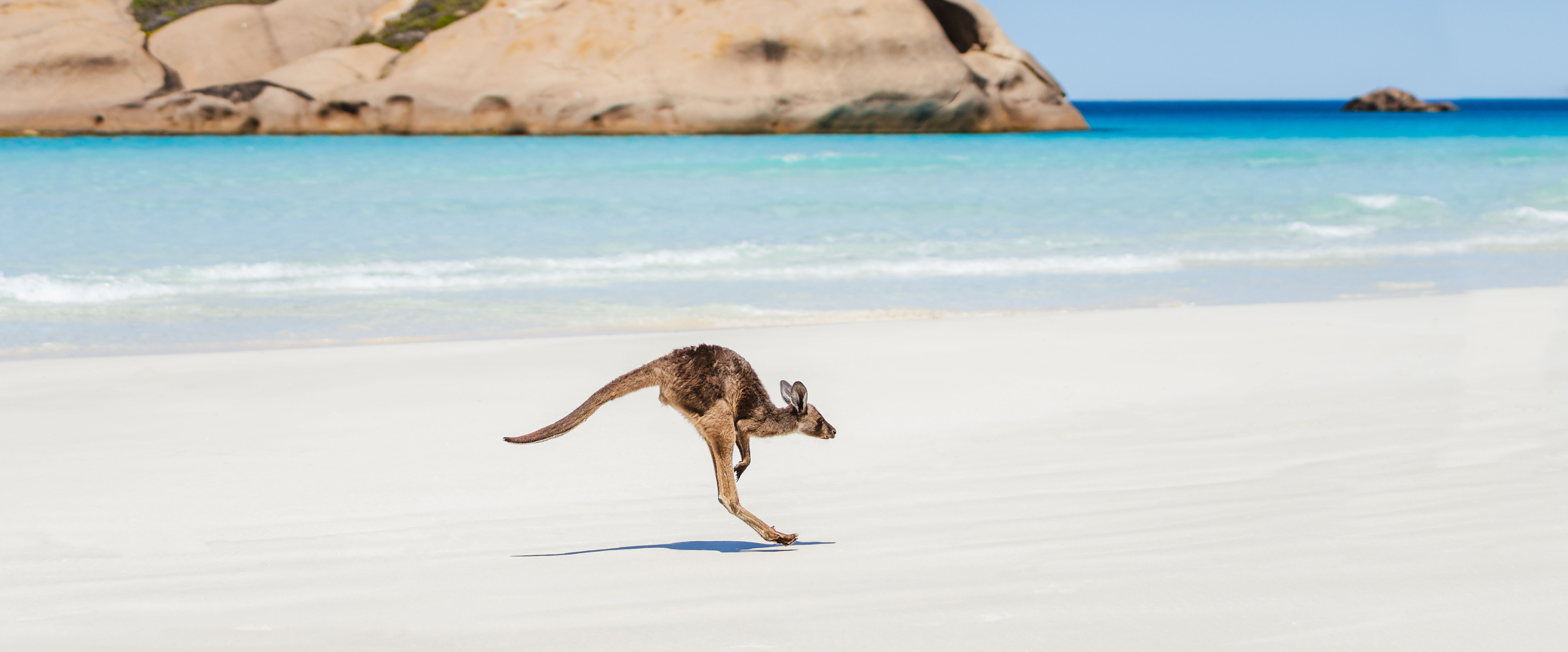 Kangaroo hopping on the sand at Twilight Beach, Esperance, with clear blue water and gentle waves in the background