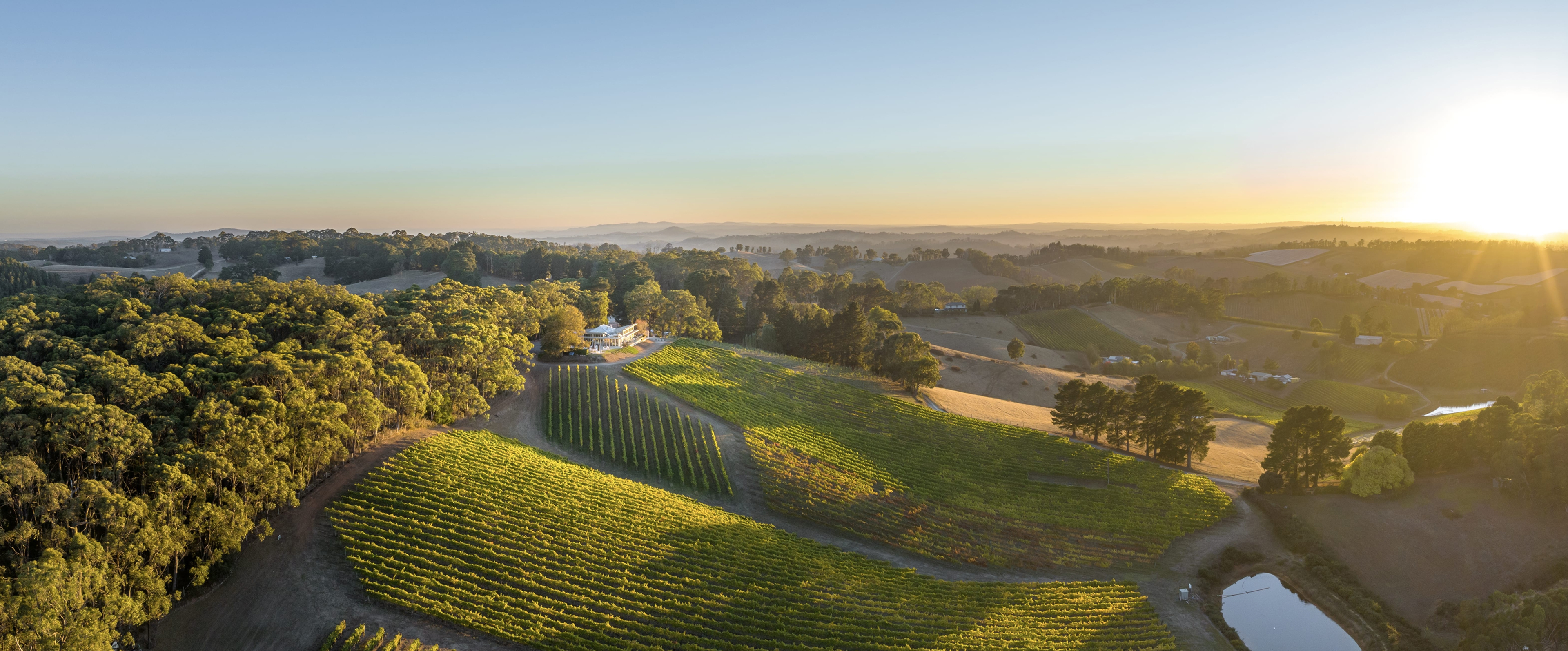 Vineyard view with rows of vines and scenic hills in the background