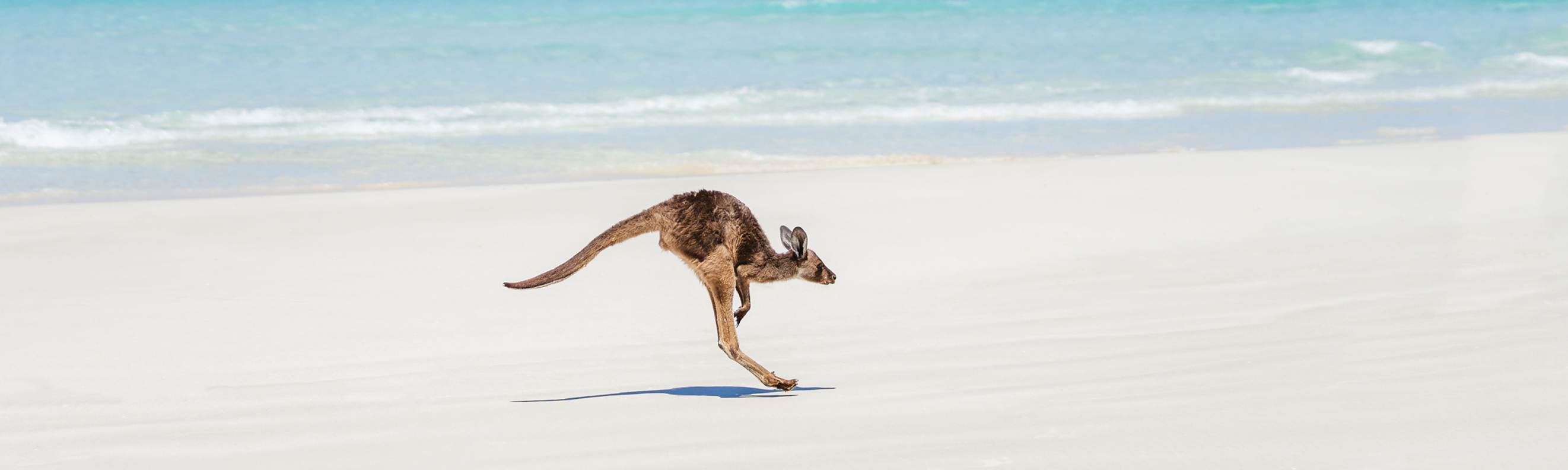 Kangaroo hopping on the sand at Twilight Beach, Esperance, with clear blue water and gentle waves in the background
