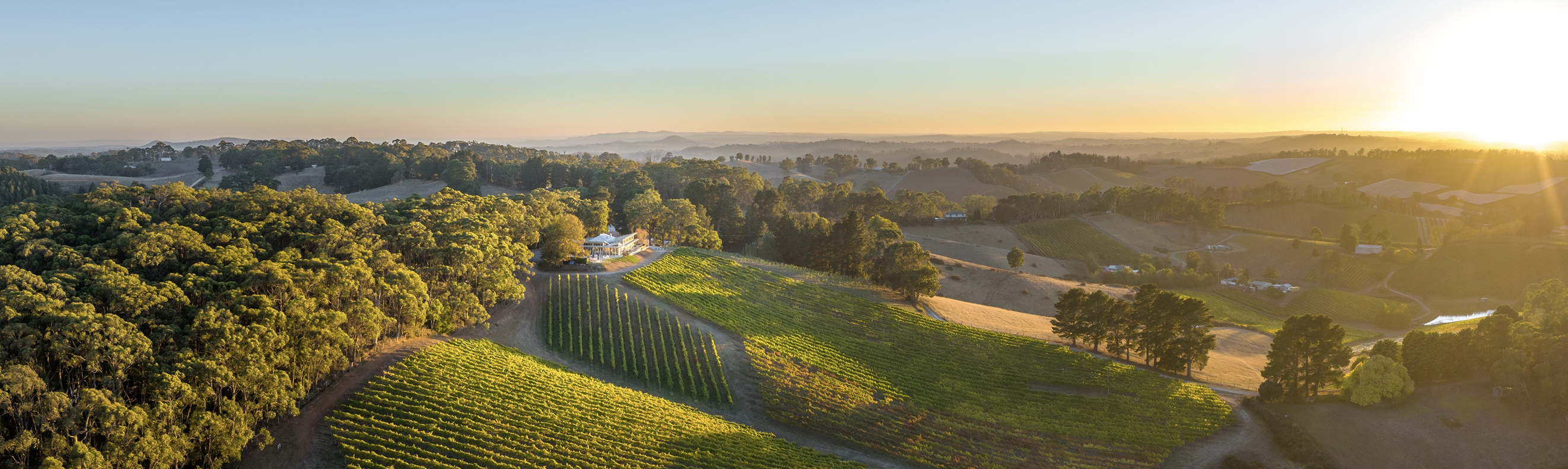 Vineyard view with rows of vines and scenic hills in the background