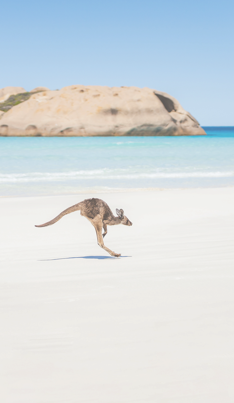 Kangaroo hopping on a white sand beach