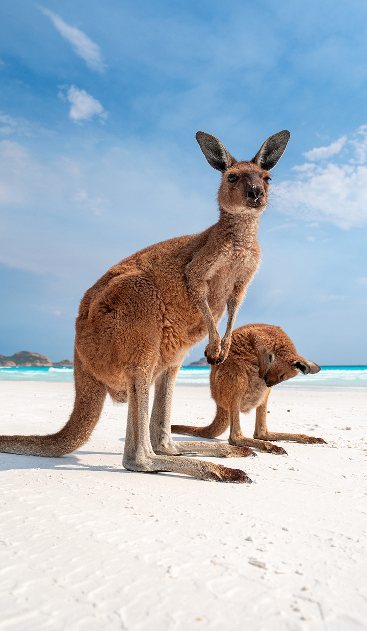 Kangaroo and Joey on beach
