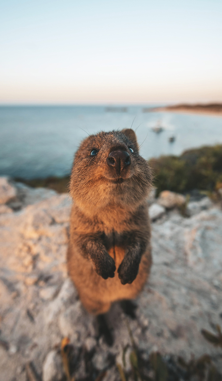 Quokka on rocky coastline at sunset on Rottnest Island