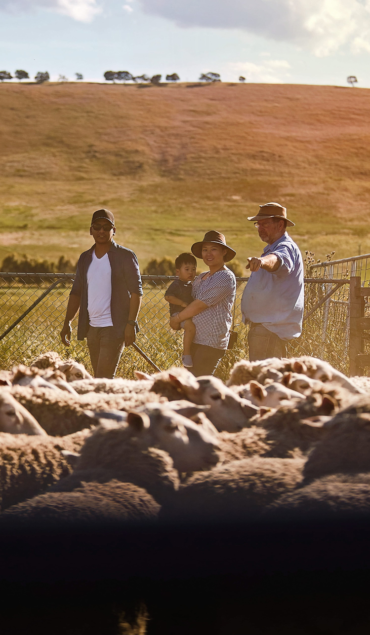 Three adults and one child stand at a fence, observing a large flock of sheep in a sunny rural paddock