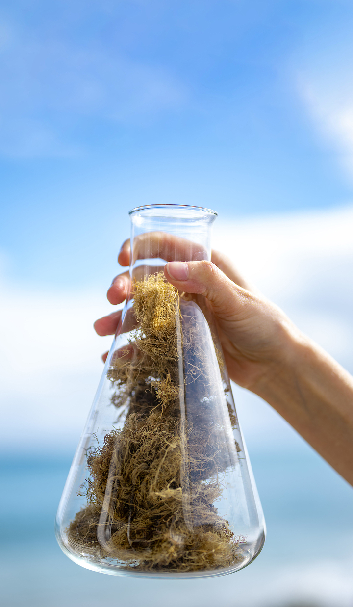 Glass beaker containing seaweed held in front of the ocean, symbolizing eco-friendly plastic innovation.