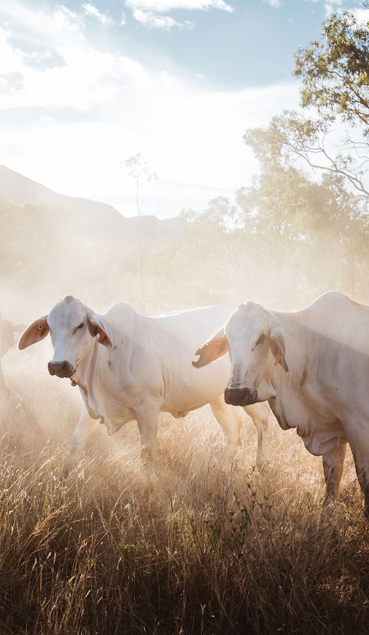 Cattle in the field with the sun shining on the farm
