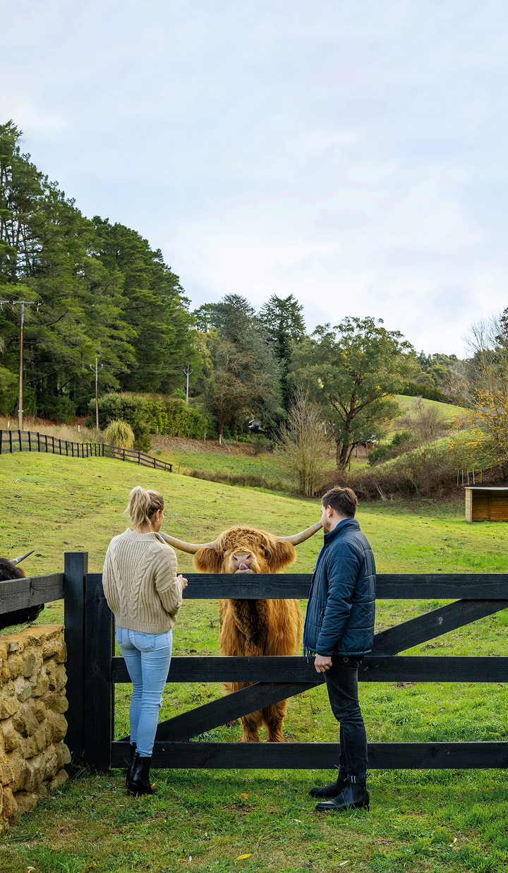 Couple observes a cow from behind a fence.