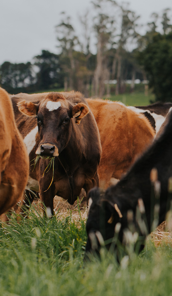 Cows feeding in the green pasture.