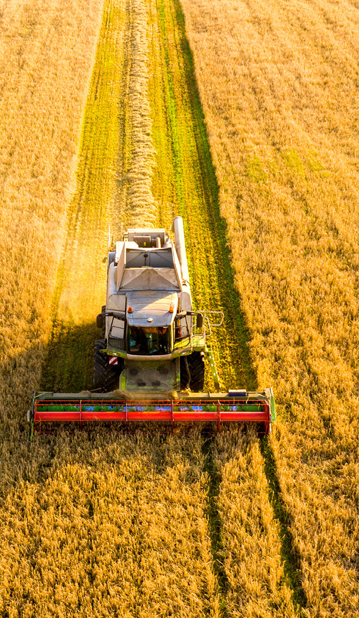 Harvesting machine in the field collecting whea or soy.