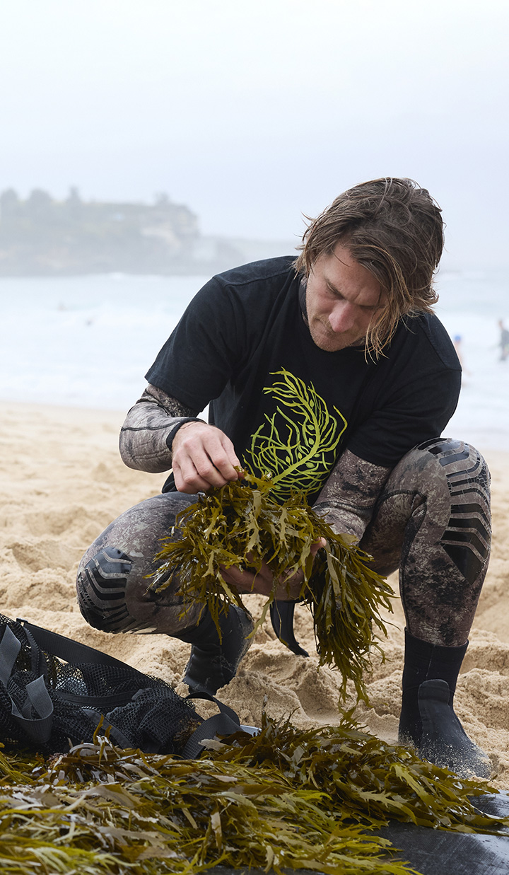 Man at the beach wearing a wetsuit holding algae and checking a sample operation crayweed