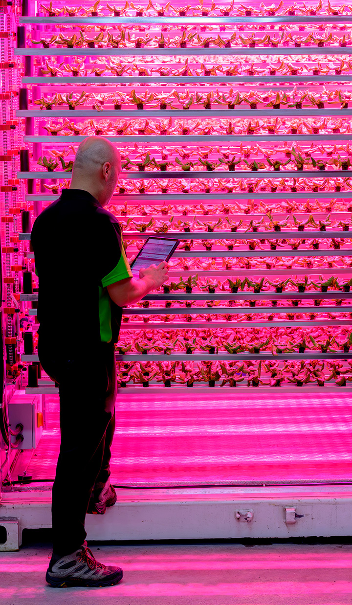 Man holding a tablet inspecting samples of plants over a vertical stand under vibrant magenta lighting.