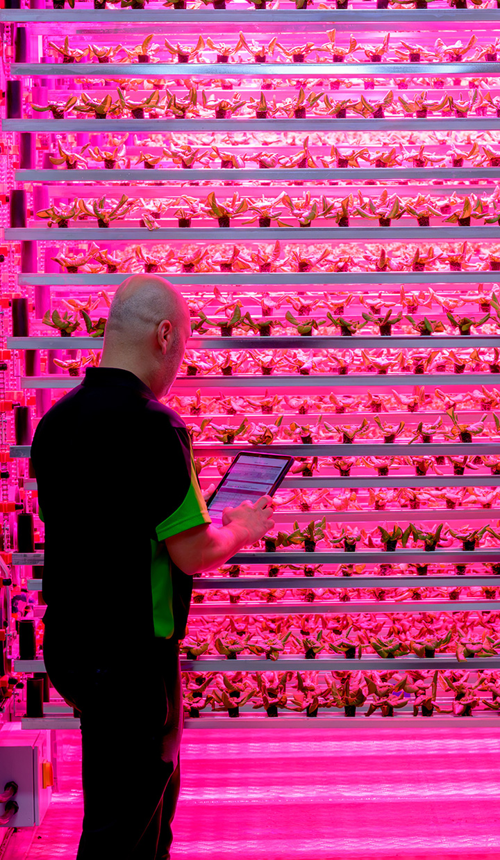 Man holding a tablet inspecting samples of plants over a vertical stand under vibrant magenta lighting