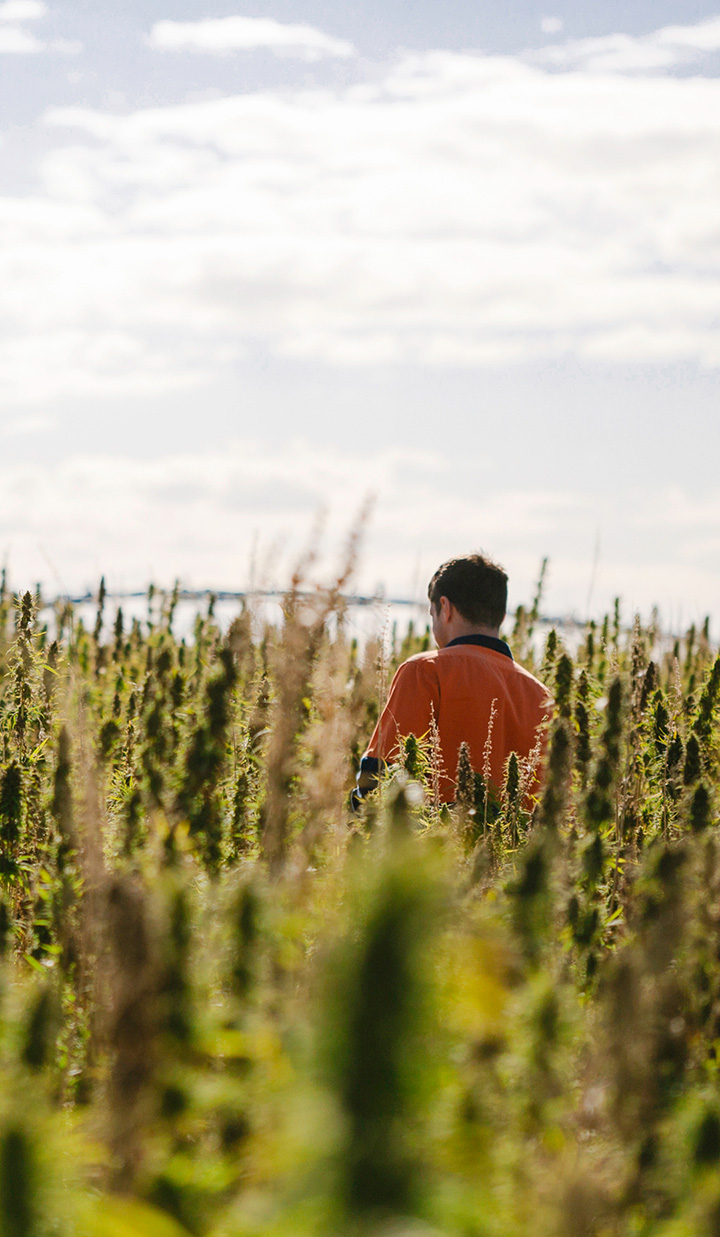 Man in orange uniform in the middle of a tall field of what looks like to be lavender