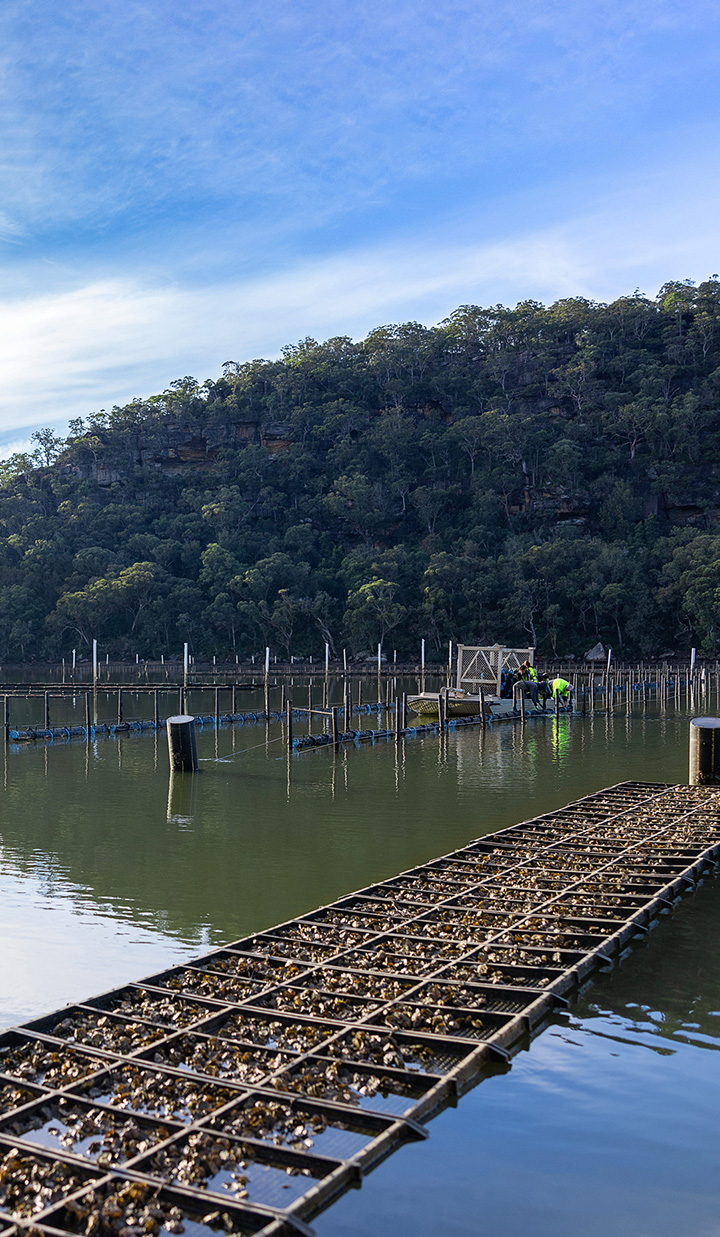 Oysters collection site and processing, with workers on a boat wearing vibrant green vests.