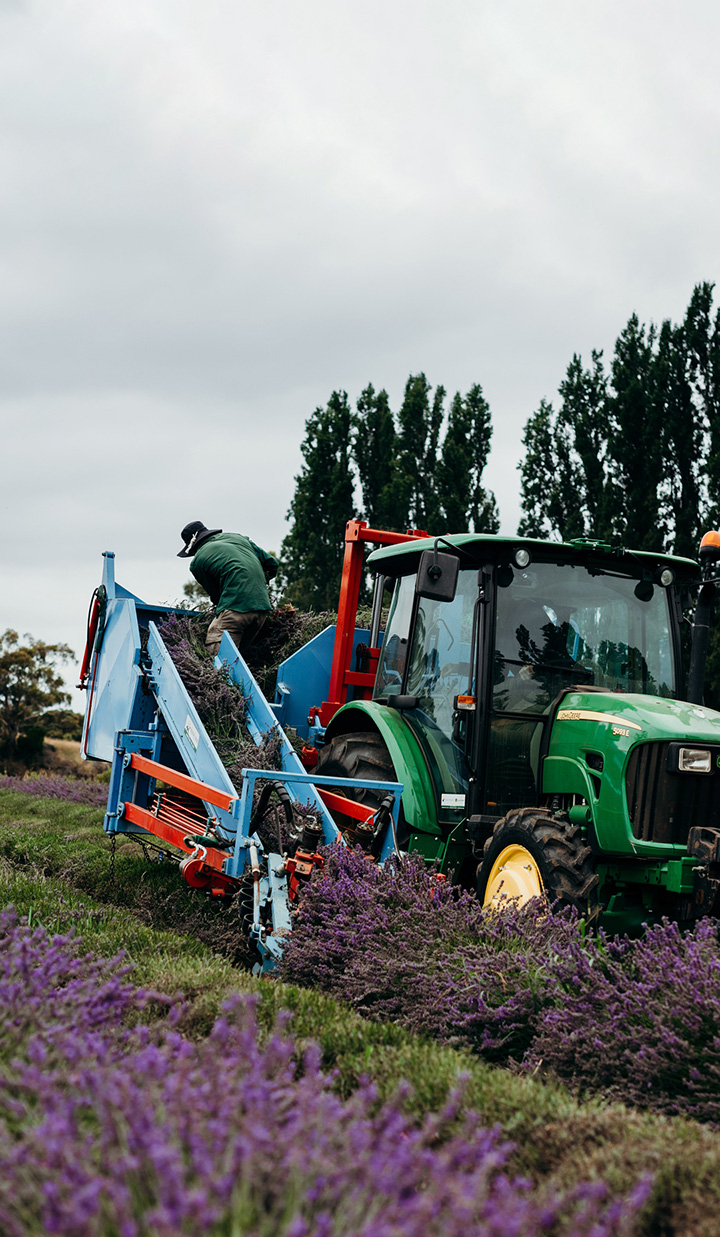 Tractor harvesting lavender, with a man on top of the machine processing the crop.