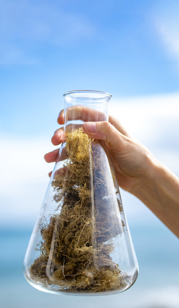 Hand holding flask filled with seaweed against blue sky and ocean.