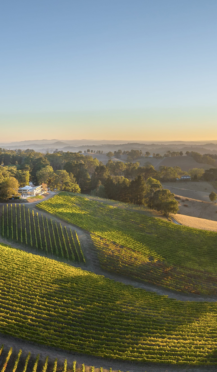sunrise-over-vineyard-hills-in-regional-australia