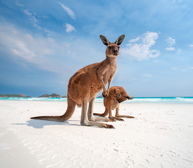 Kangaroo hopping on the sand at Twilight Beach, Esperance, with clear blue water and gentle waves in the background