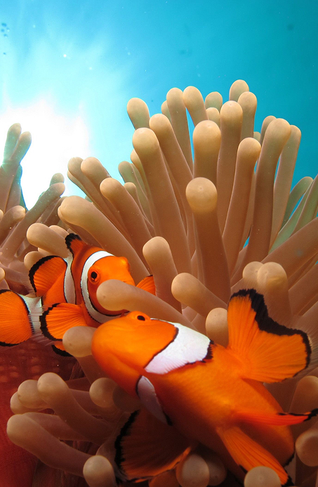 Clownfish swimming within an anemone in clear blue water