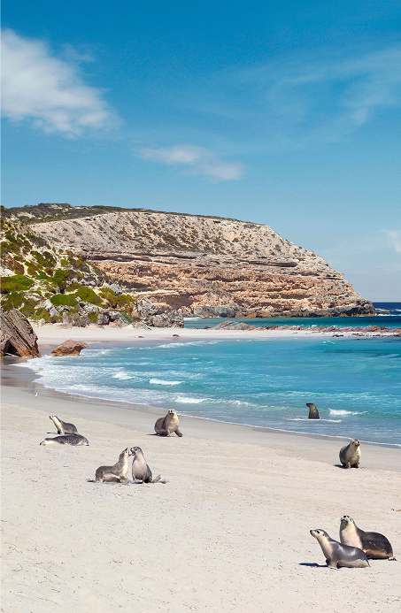 Group of seals on the sand at Kangaroo Island beach