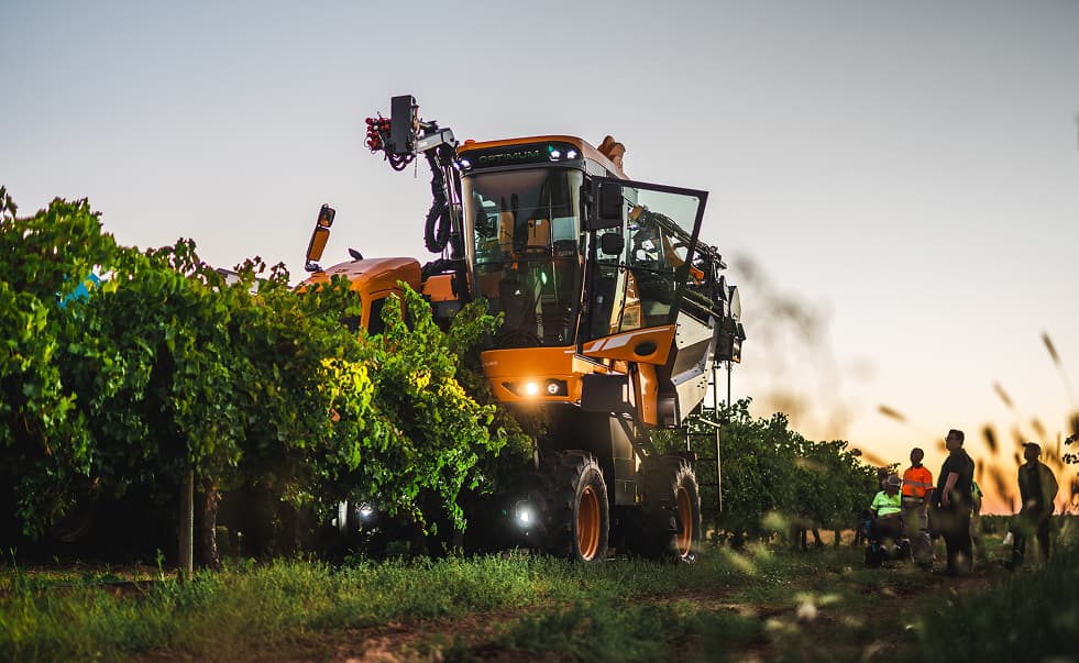 large orange grape harvester in vineyard at sunset with people observing