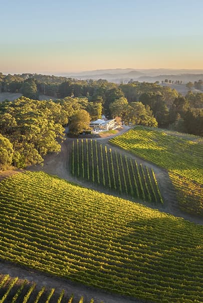 Vineyard view at Pike & Joyce Wines, Adelaide Hills, with rows of vines and scenic hills in the background.jpg