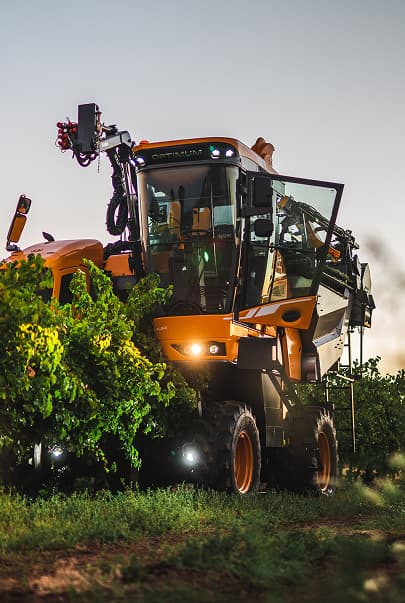 large orange grape harvester in vineyard at sunset with people observing