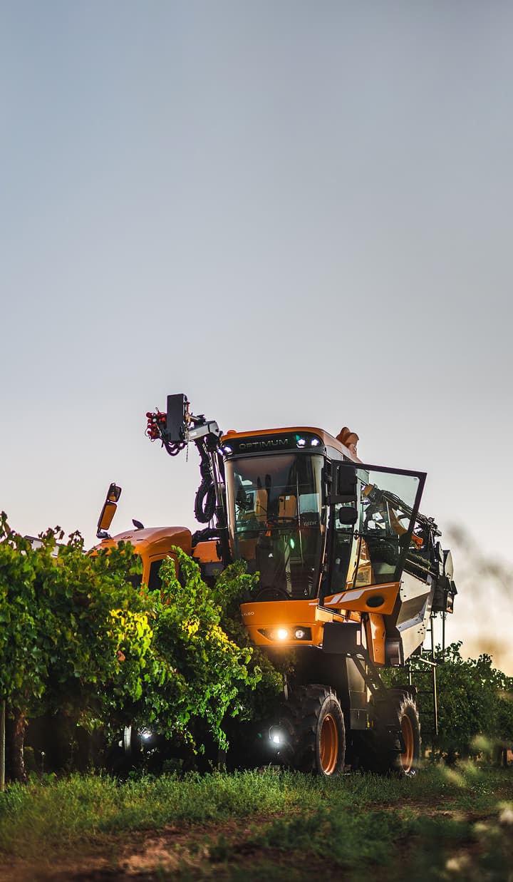 Large orange grape harvester in vineyard at sunset with people observing.
