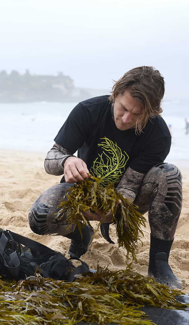 Man at the beach wearing a wetsuit holding algae and checking a sample operation crayweed.