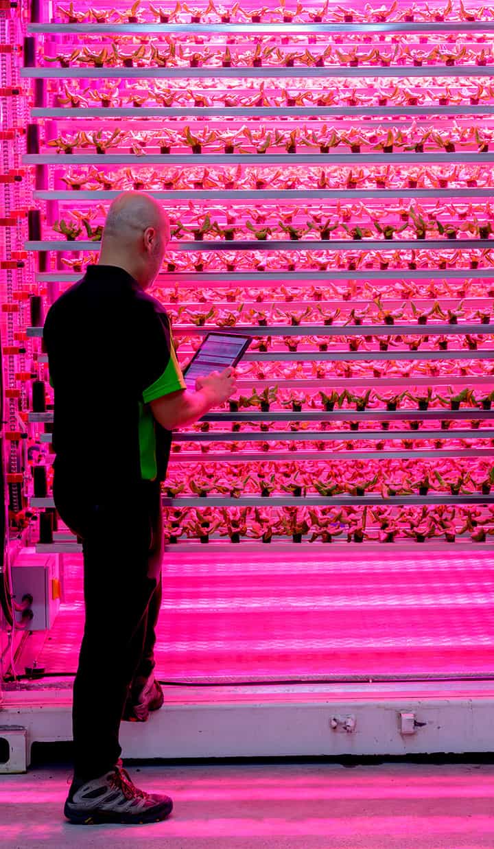 Man holding a tablet inspecting samples of plants over a vertical stand under vibrant magenta lighting