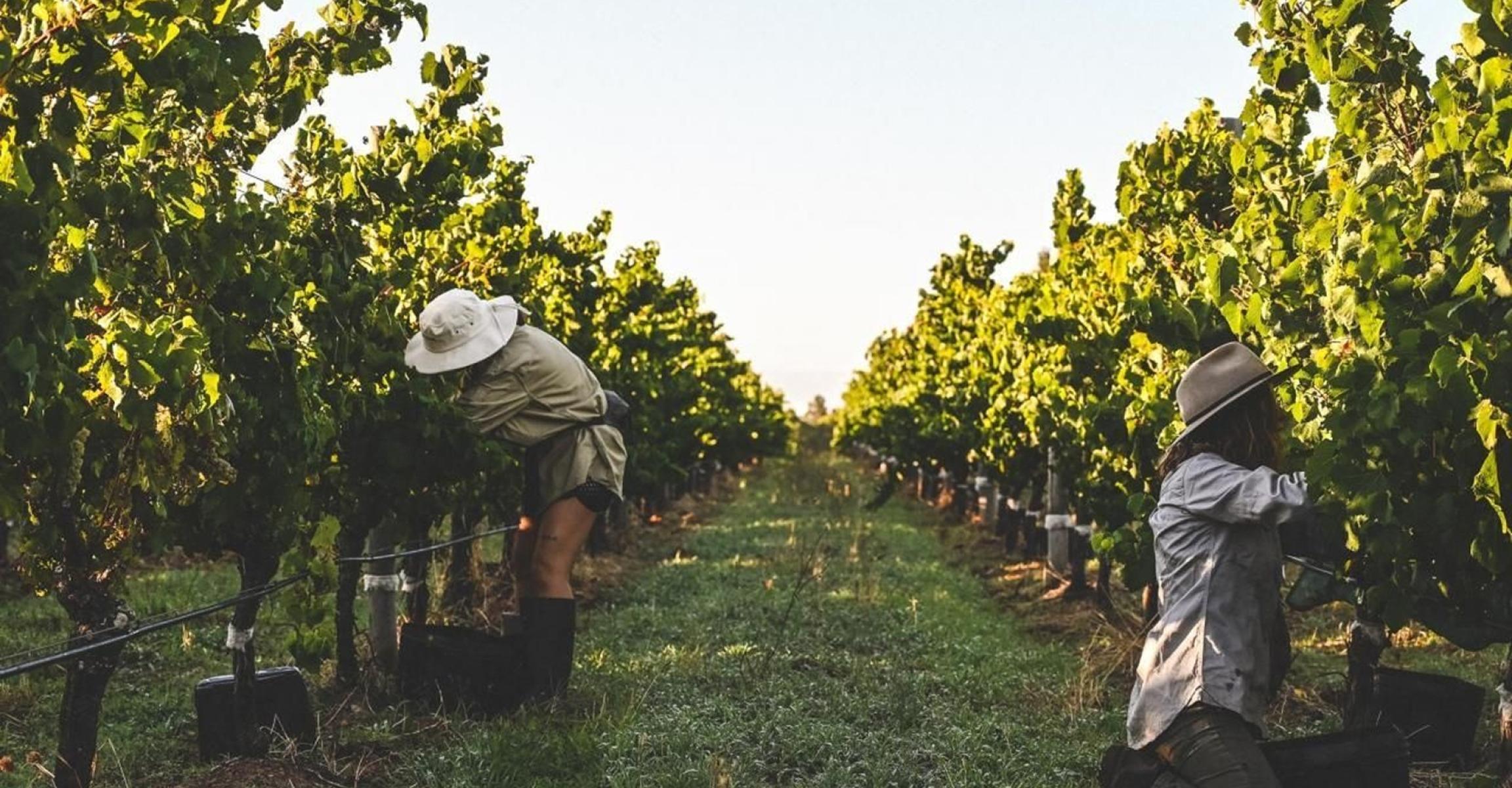 Workers picking grapes during harvest in a vineyard