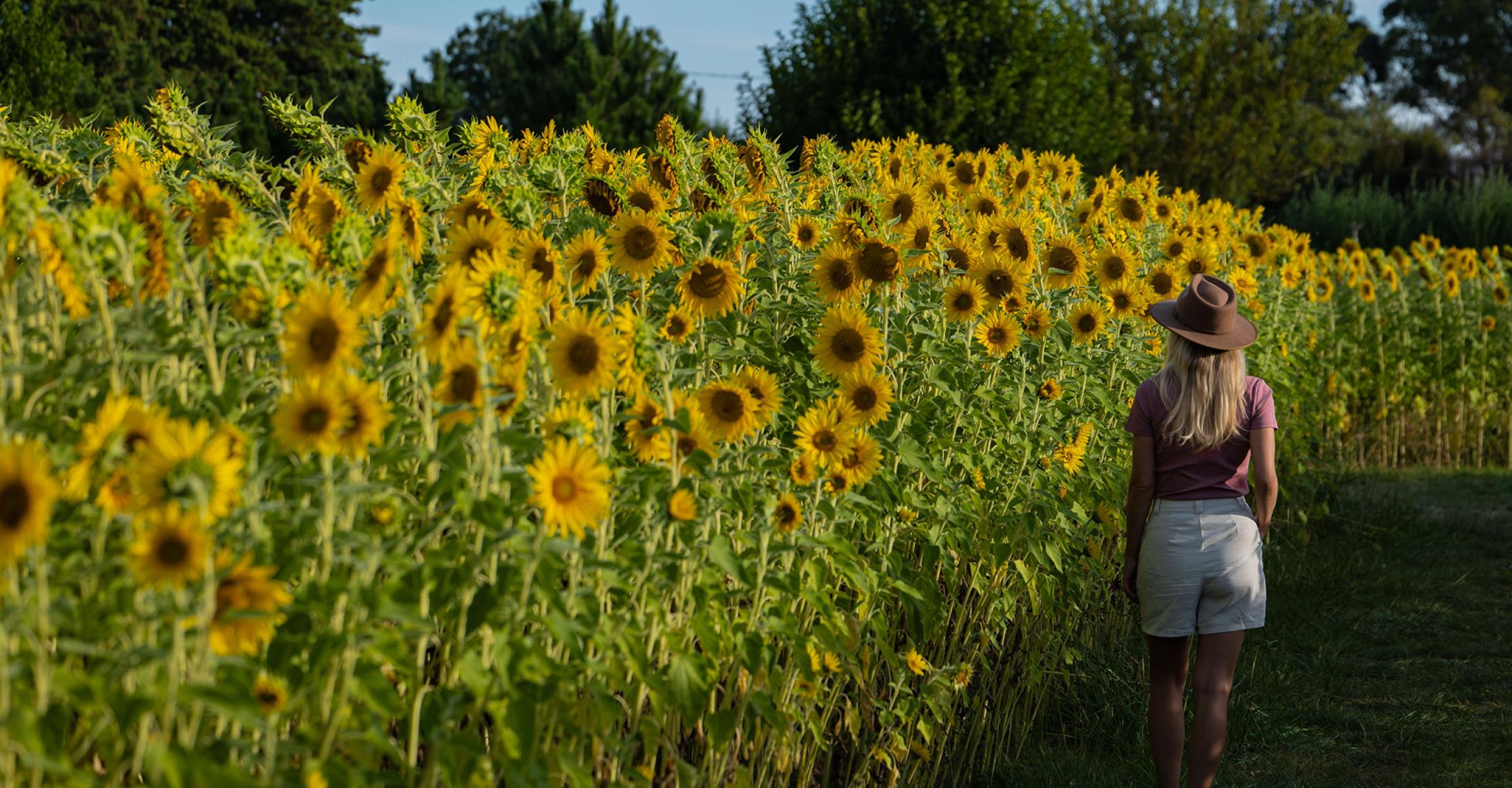 Person walking through a maze of tall sunflowers at Majura Farm, Canberra, surrounded by vibrant yellow blooms.