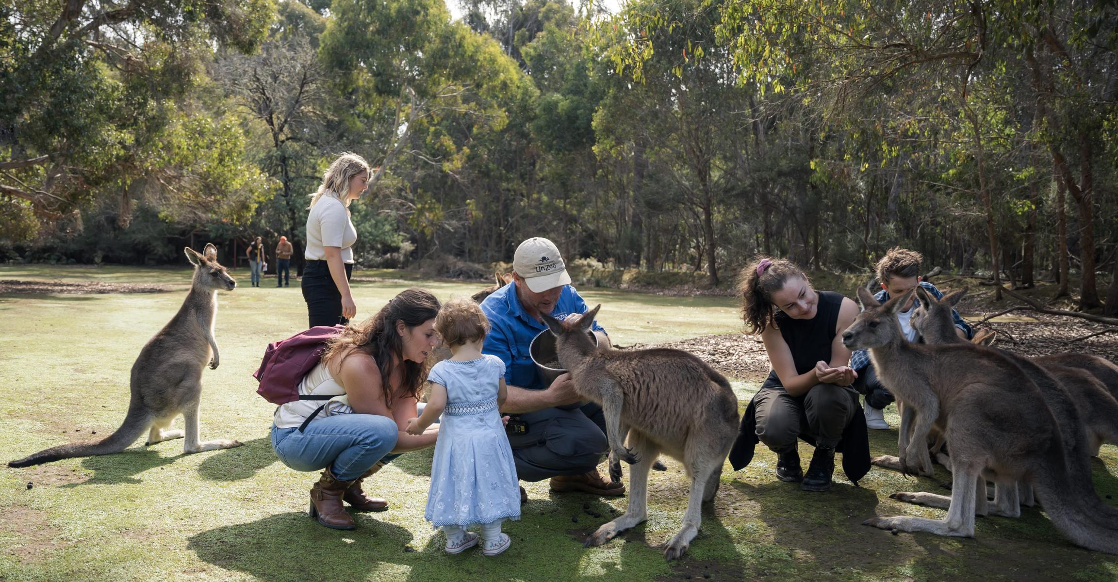Families feeding kangaroos, Taranna, Southern Tasmania