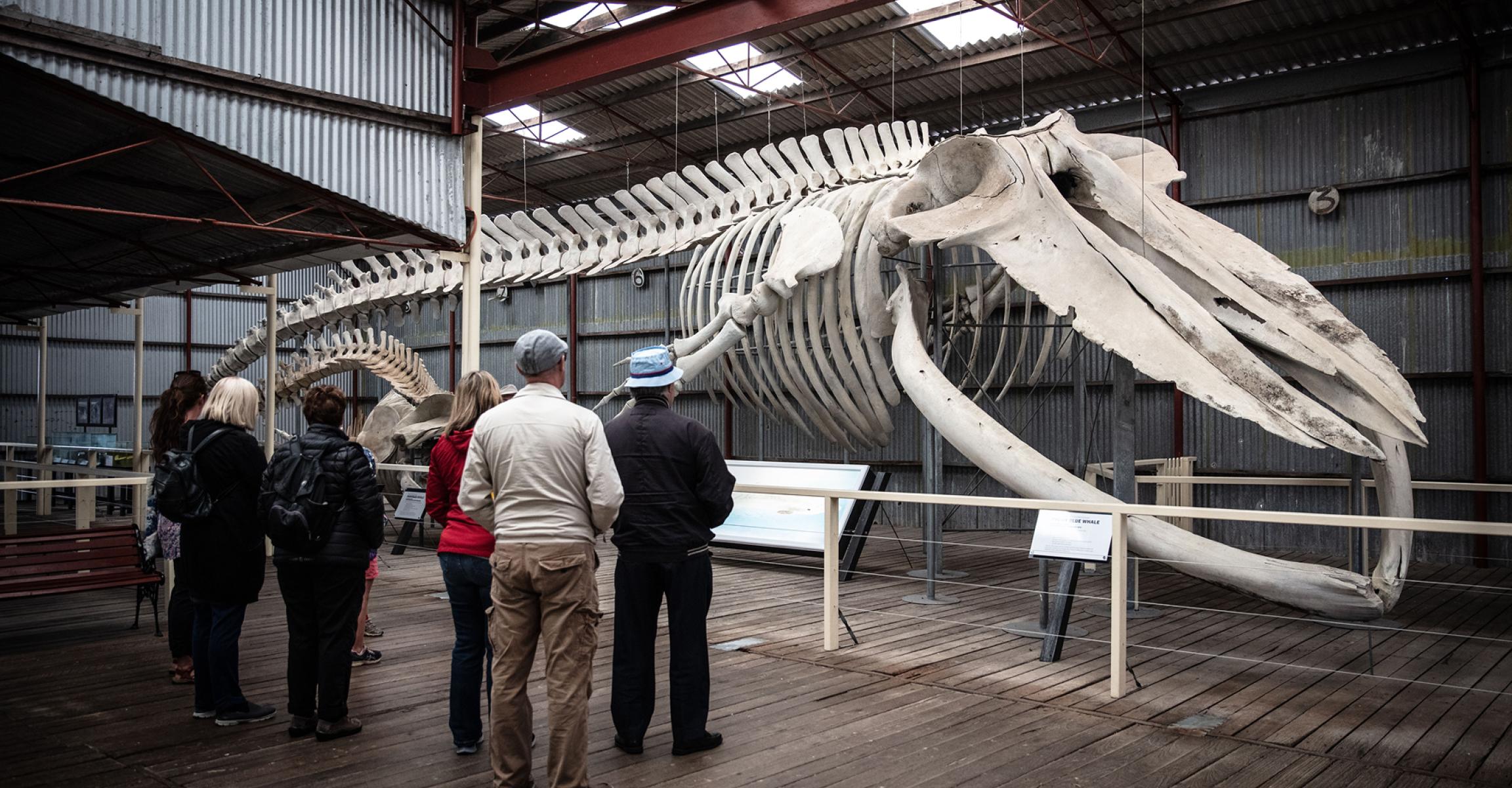 Guide at a historic whaling station points out a whale skeleton to visitors