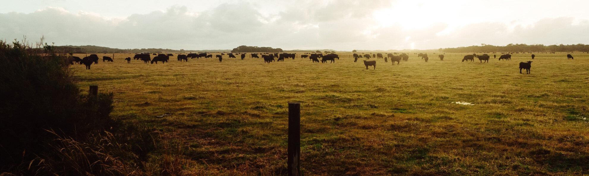 herd of cows in a grassy paddock