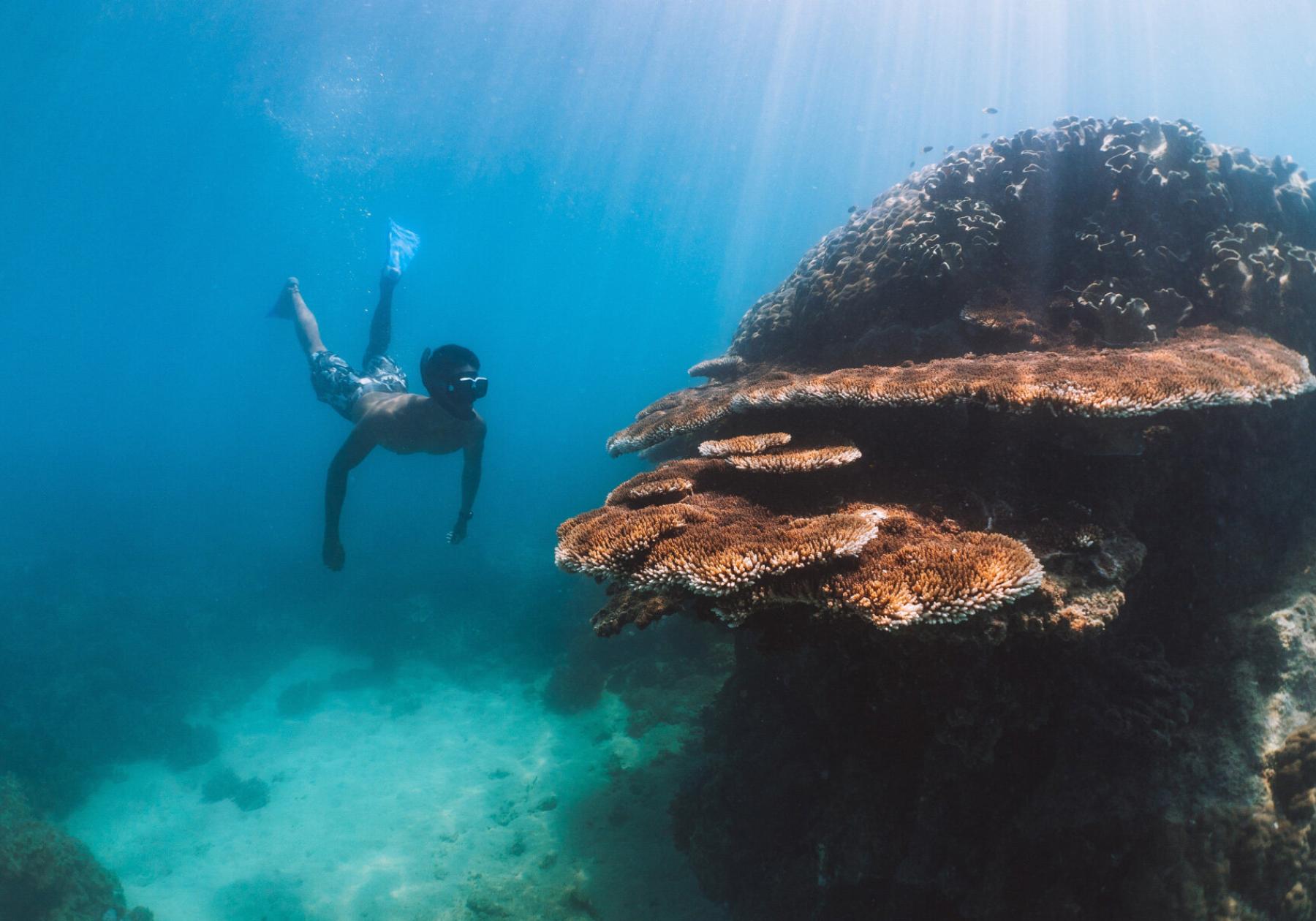 snorkeling at a coral reef