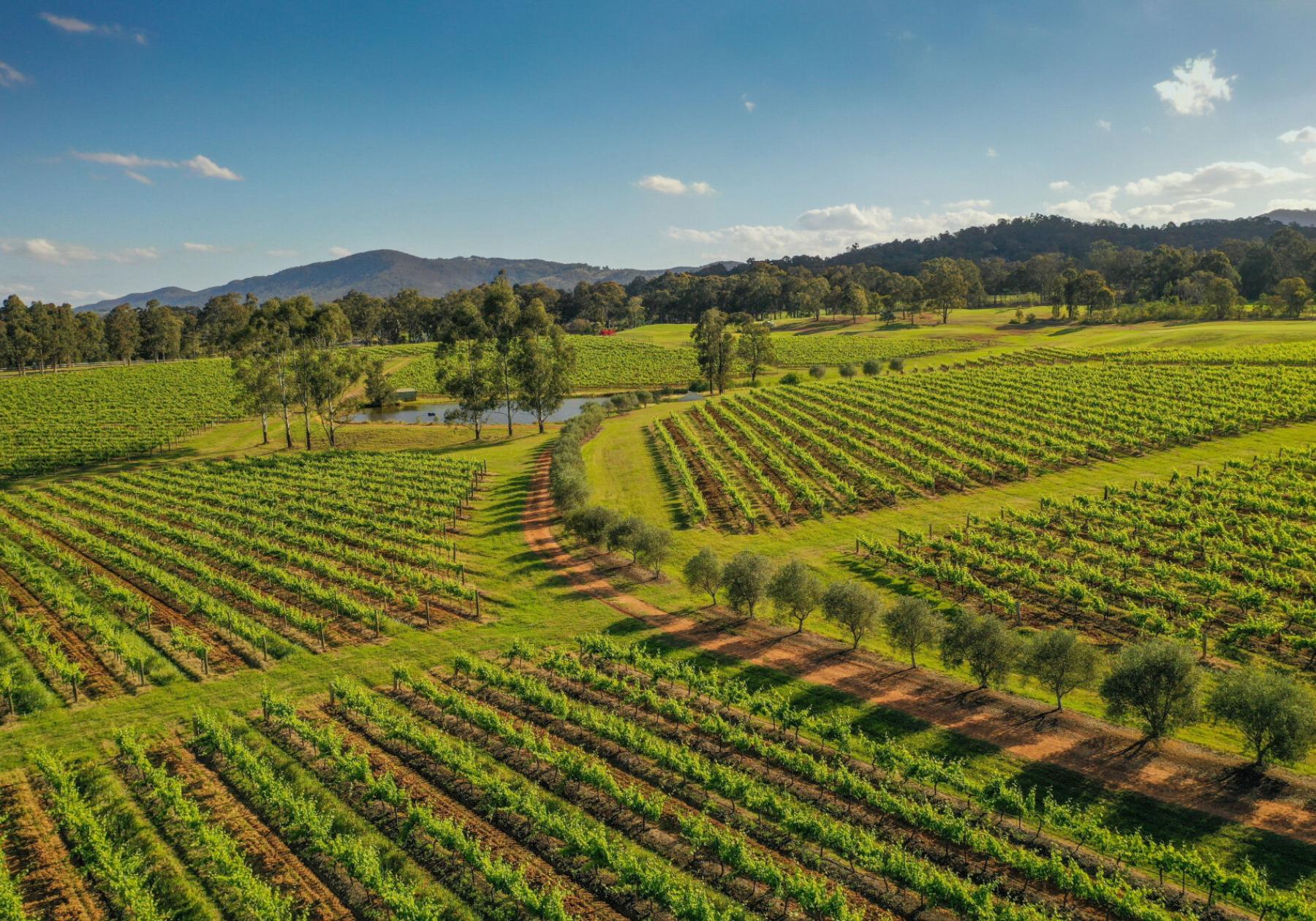 a picture perfect day at Brokenwood Vineyards